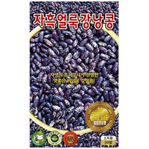 자흑 얼룩강낭콩씨앗50립 ks종묘 자색의 흑피무뉘가 선명한 맛좋은 비덩굴 강낭콩