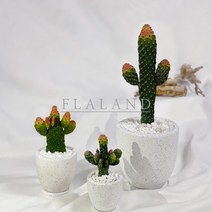 플라랜드 공기정화 인테리어식물 만세선인장 테라조 대리석화분, 테라조 팽이화분 - 만세선인장(8cm), 1개