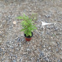 식물공장 폴리셔스 소품 10~30cm 33 공기정화식물, 1개