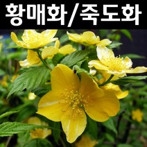 황매화/죽도화(홑 겹 랜덤) 나무 묘목 H80cm 5개/정원수 조경수, 1개