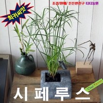 (희귀씨앗) 사초씨앗 시페루스 10립