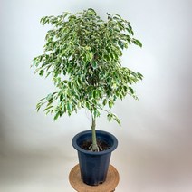 내뜰에 무늬벤자민 벤자민 벤자민나무 무늬벤자민고무나무