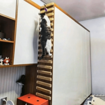 고양이 원목 구름다리 사다리 놀이터 스크래쳐 캣폴캣타워 벽 계단, 소프트사다리 2m(장롱타입) -T79