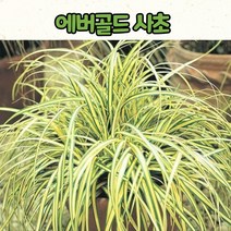 7치 포트 에버골드 사초 / 노지월동 조경용 상록식물 / 사초류, 1개