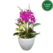 도자기랑나무랑 서양란 동양란 승진 영진 취임 오픈 결혼축하화분 개업난 선물, 만천홍 축하화분 DSP-078, 1개