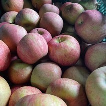 주스용 가공용 조리용 사과 5kg 10kg ( 반품x ) 가정용 못난이 경북 사과, 주스,가공,조리용(간식-대과 사이즈) 10kg, 1개