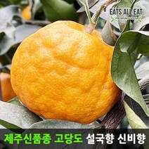 이츠올릿 제주 감귤 이영자 고당도 설국향 5kg 수라향 신비향 아스미 천혜향 레드향 신품종