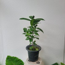 실내공기정화식물 과실수 레몬나무 중대품 40-60cm 199, 1개