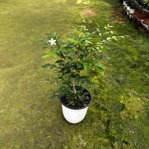 오렌지자스민 중, 1개