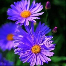 매화동 (꽃씨앗)벌개미취 씨앗 야생화 500립