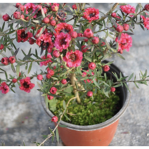 보람농자재 일지매(호주매화)모종, 일지매(호주매화)모종*3개