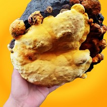 커스마일 2년산 장수 상황버섯 산지직송 200g, 400g(박스포장), 1개