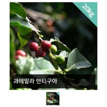 커피 생두 과테말라 안티구아 SHB 20kg, 1개