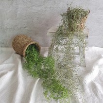 바보사랑 수염 틸란드시아 바인 2color.꾸미기 좋은날, 그린