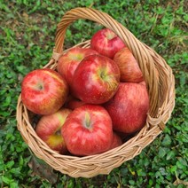 아침이슬사과 첫수확 햇 가을 빨간사과 1.5~5kg, 가정용5kg소과(29-38)
