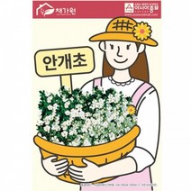 아시아종묘 꽃씨앗종자 안개초 (1000립), 단품없음
