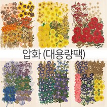 편지쓰는날 압화꽃모음, 02.1322-옐로우(대)
