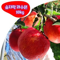 경북 봉화 부사 5kg 10kg (대과 중과 소과) 고당도 꿀 사과 숲자락 과수원 산지직송, 특대과 10kg(28과 내외)