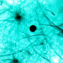 누룩곰팡이슬라이드 - 22438