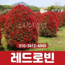 홍가시/레드로빈/1m/5주묶음/홍가시나무/H1.0/1등묘/홍가시묘목/홍가시나무묘목/단풍/나무/묘목/도시농부, 홍가시/레드로빈/1m/5주묶음