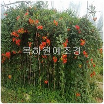 목하원예조경 능소화나무 ( H2.0 내외) 개화주