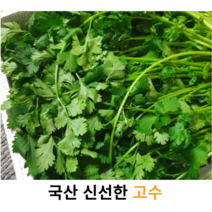 국내산 신선한 고수 500g 1kg 국산 고수풀 싱싱한 고수나물 라우무이 라우응오 베트남식재료 아시아식재료