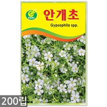 강낭콩 2g - 콩 씨 씨앗 강낭콩씨앗 강남콩씨앗 강낭콩씨, 16_청농_안개초(200립)