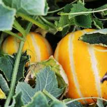 [산지직송] 소미네 성주꿀참외 아삭달콤 싱싱한 참외만 엄선, 1box, 참외 5kg 정품 꼬마과(30과내외)