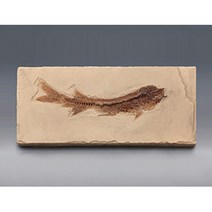 물고기화석(Bony Fish 브라질 전시용화석)