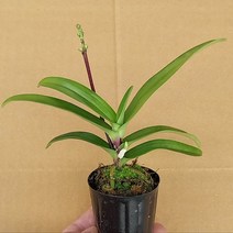 풍란 호주 풍란 사루코칠러스 하트마니 착생란 희귀품종