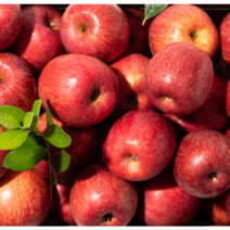 (최고급) 사과 5kg 선물 부사 햇사과 꿀사과, 가정용 실속과 5kg(20~22과)