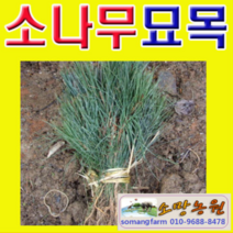 (NY소망)소나무묘목(해송) 키 약50-60센치 5그루, 5개