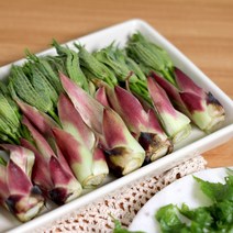 지리산 햇 엄나무순 개두릅 음나무순 엉게, 특상품 500g