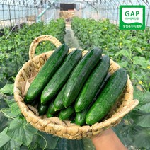 단맛 나는 클로렐라 미인오이 오이지 스낵 피클용 2kg 3kg 5kg, 1BOX, 클로렐라 F1미인오이 3kg