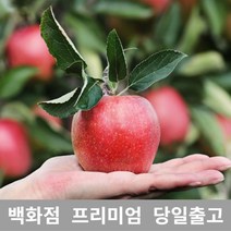 사과 10kg 사과 과일 부사 추석 과일종류 과일 부사, 1, 본상품선택