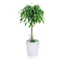 [전국당일3시간무료배송]킹벤자민/공기정화식물/꽃배달서비스, 1개