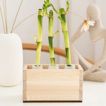 우든웨어초록업사이클링-요구르트병활용, 개운죽20cm-10p