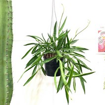 더라라플랜트 립살리스필리핀 빨강꽃이 피는 행잉플랜트