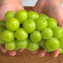 김천 샤인머스켓 2.4kg 특등품 선물 세트 보자기포함 청포도 제철 포도, <상품선택>” class=”wr-img”></a></div></div></div></div><div class=
