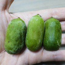 다래나무 묘목 왕다래(용성2호) - 4치포트 3개
