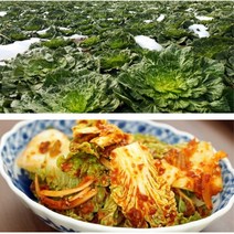 봄동 10kg 봄동배추 봄동요리 배추 22년(OF)