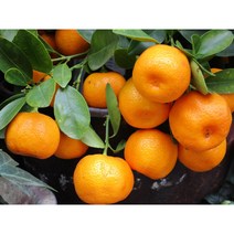 제주 노지감귤 명품귤 산지직송 당도보장 고당도 5kg 10kg, 로얄과(SM)