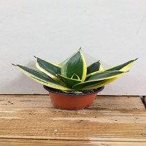 행복한꽃순이 미인슈퍼바 산세베리아