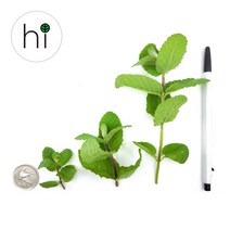 [허브아이] 애플민트 [작은잎 큰잎 길고 큰잎], 100g(큰잎), 1개