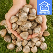 국내산 제철 칼국수 물총 조개 찜 구이 탕 동죽 1kg