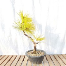 황금 소나무 분재 묘목 실내 조경 나무 반려 식물 인테리어 화분