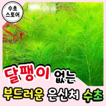 [수초스토어] 검역 밀리오필름 프리핌큠 5촉 / 구피 새우 어항 수초 쉬운 예쁜 은신처 중경 후경 초보 풍성한 쉬운 은신처 흑사 붉은 무이탄 치어 베타 열대어