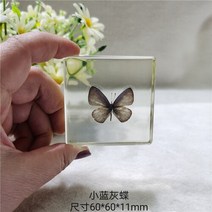 조각품 진짜 식물 곤충 견본 거북이 머리 거미 잠자리 불가사리 수지 홈 테이블, 27 27