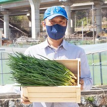 순천 쪽파 2kg 3kg 4kg 5kg 봄 노지 흙 쪽파 제철, 순천 흙쪽파 3kg