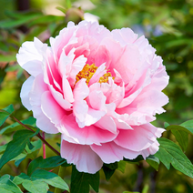 중국 작약 꽃 구근 다년초 숙근, 중국 작약 숙근 10. 차오링, 1개